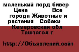 маленький лорд бивер › Цена ­ 10 000 - Все города Животные и растения » Собаки   . Кемеровская обл.,Таштагол г.